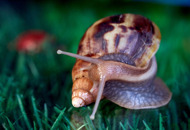 giant African snail Achatina creeps