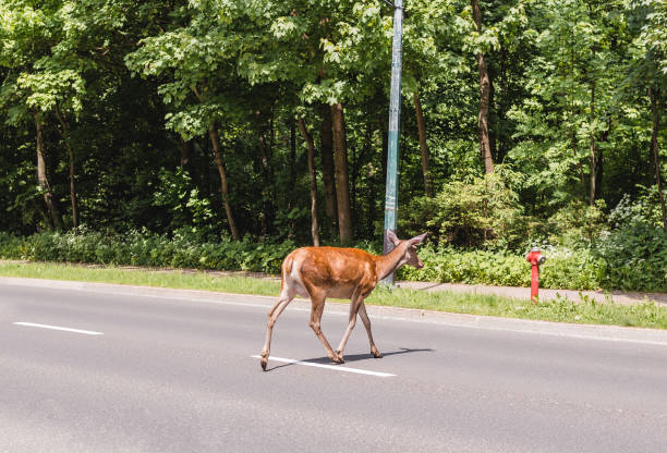 istock A deer crosses the road in summer day 1180754797
