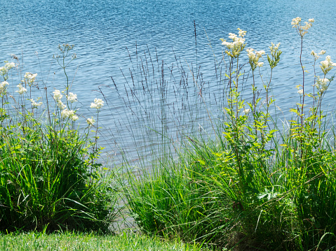 Several flower-studded stems of the meadowsweet plant (Filipendula ulmaria) on the shores of Attlesee in Bavaria in the summer of 2019.