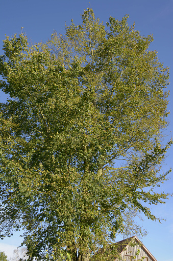 fluttering elm or ulmus laevis large tree