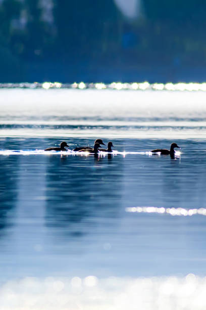Duck: Red crested Pochard