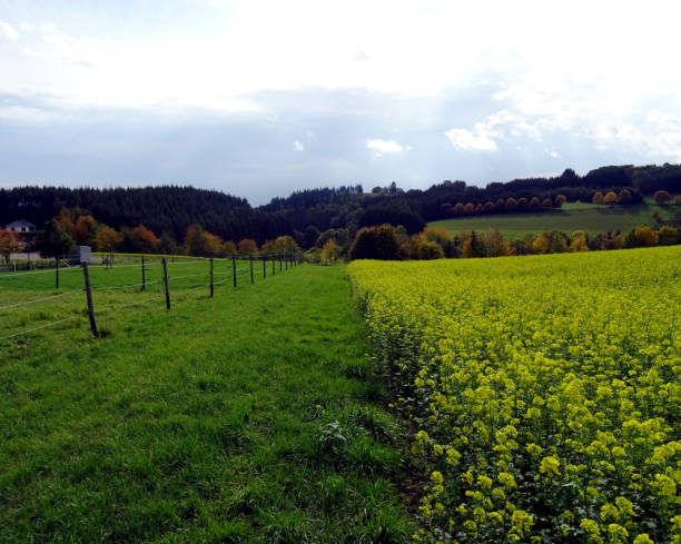 istock A Pretty Mustard Field at low mountain range, Germany 1180756750