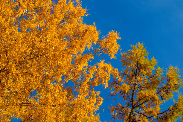 istock Yellow tree - larch and birch with blue sky in the fall. 1180756847