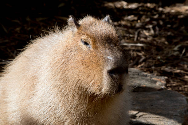 istock the capybara is resting in the sun 1180757102