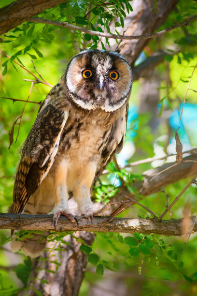 istock Forest and owl. Pine tree. Bird: Long eared Owl. Asio otus. Nature habitat background. 1180757773