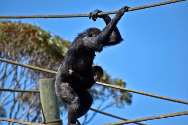 the chimpanzee baby is holding onto its miother