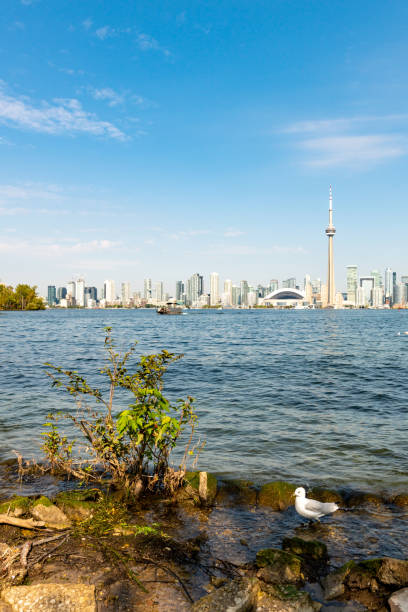 istock Toronto skyline seen from Toronto Islands across the harbour 1180758069