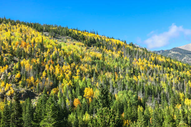 Autumn in the Rockies stock photo