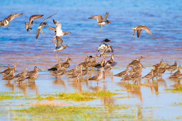 istock Water birds. Water nature background. 1180758966