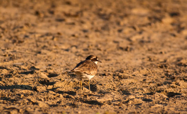 istock Cute little water bird. Water and sand background. Bird: Common Ringed Plover. Charadrius hiaticula. 1180759036
