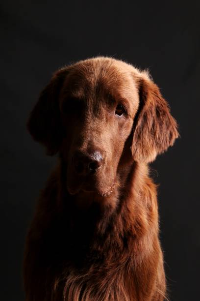 istock handsome brown flat coated retriever head portrait against a dark background 1180759467