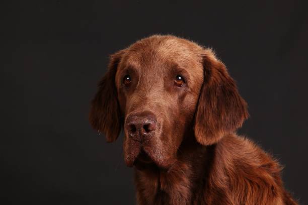 istock handsome brown flat coated retriever head portrait against a dark background 1180759468