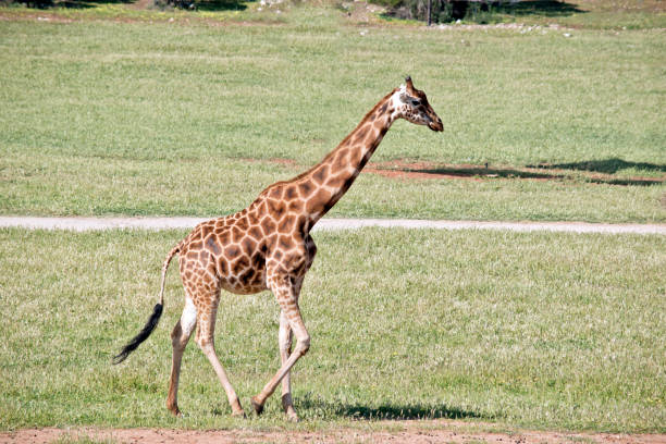 istock this is a side view of a young giraffe 1180760316