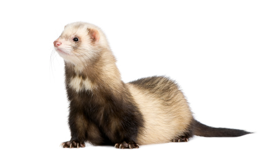 Ferret in a wire cage biting cage
