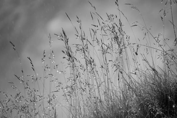 istock blades of grass with waterdrops during rain against gray sky 1180760701