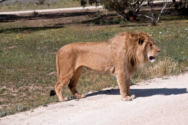istock this is a side view of a lion 1180760777