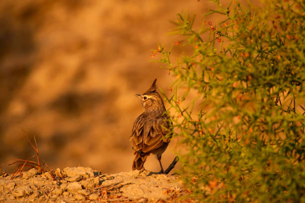 istock Cute bird. Yellow nature background. 1180760874