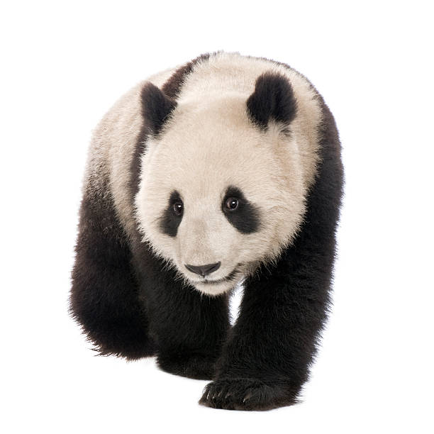 18-month-old giant panda crawling over a white background