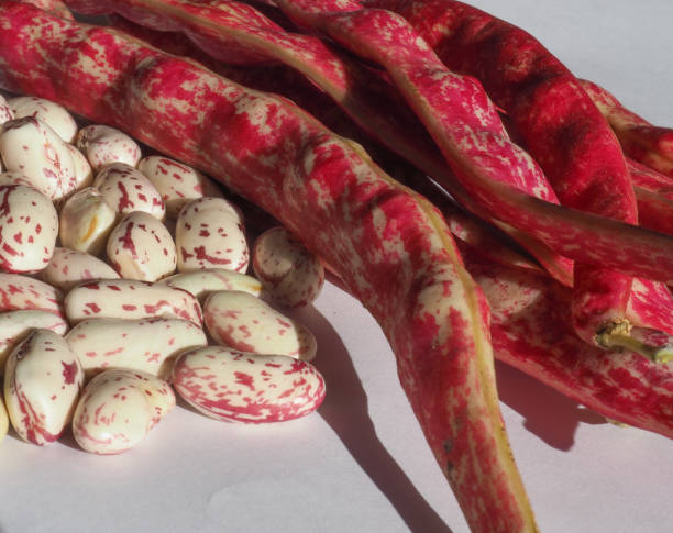 istock crimson beans legumes vegetables food 1180761947