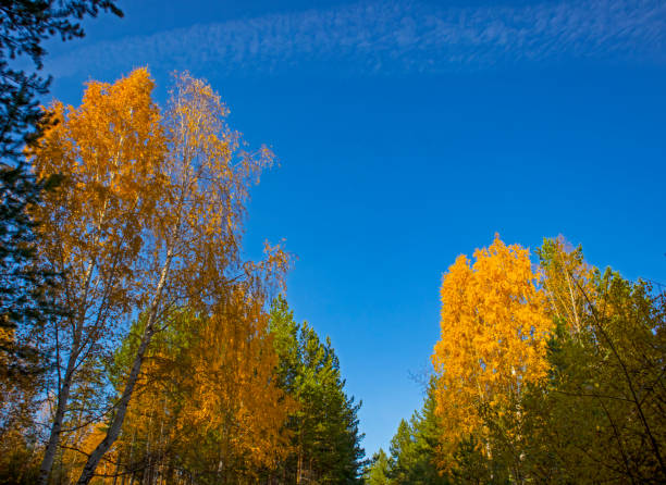istock Autumn landscape with trees and blue sky. 1180762343