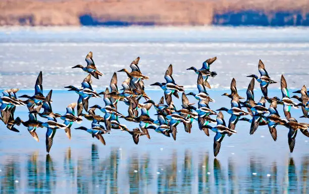 Photo of Flying ducks. Lake nature background. Duck: Northern Shoveler. Anas clypeata.