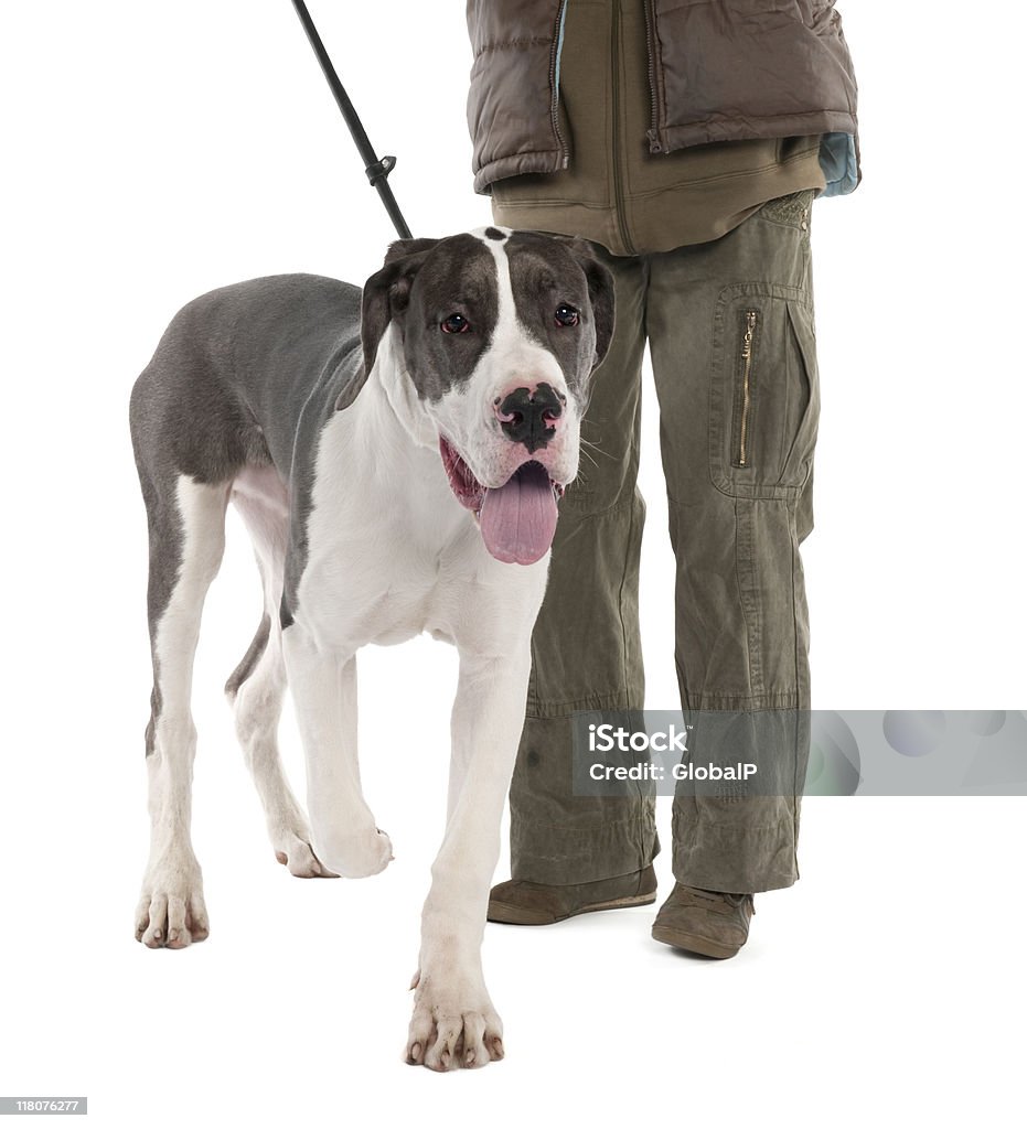 Great Dane cucciolo (6 mesi - Foto stock royalty-free di Alano Tedesco