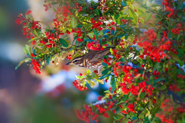 istock Cute bird Redwing. Turdus iliacus. Nature background. 1180762974