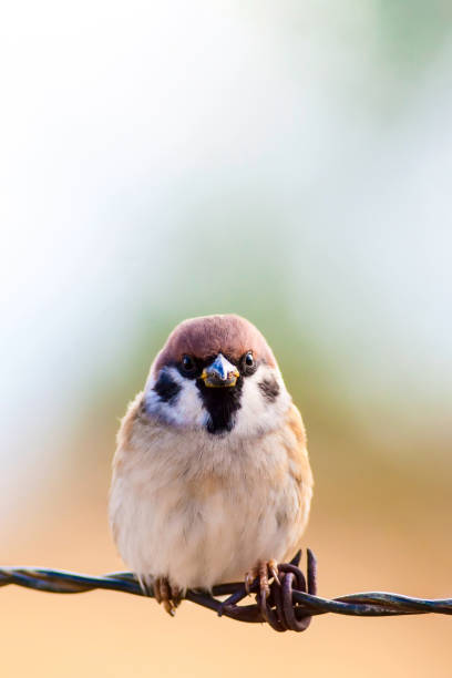Bird: Eurasian Tree Sparrow.