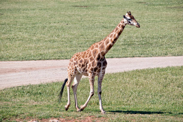 istock the giraffe is walking on the grass 1180763022