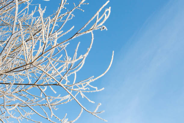 istock Winter landscape of snowy tree 1180763200