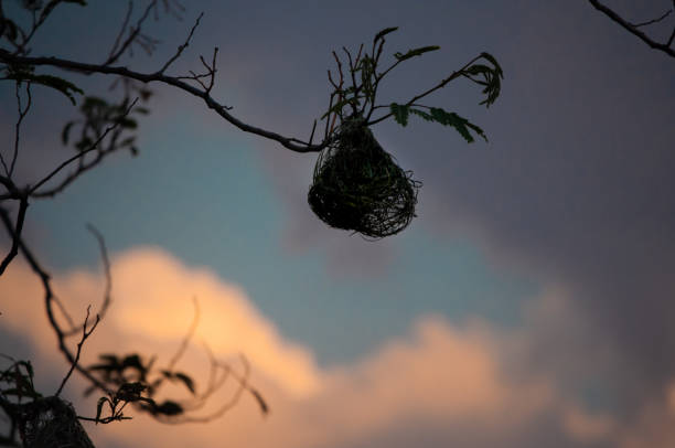 beautiful nest with sunset clouds