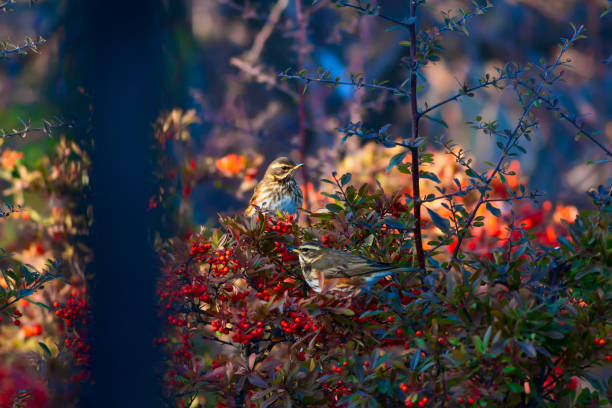 istock Cute bird Redwing. Turdus iliacus. Nature background. 1180764790