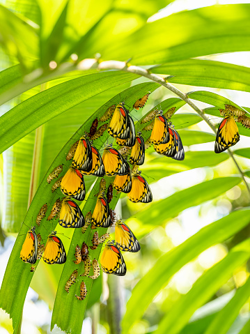 Many Painted Jezebel butterflies, during metamorphosis, hatching out of their chrysalis form, in a tightly packed group, attached to the underside of palm leaf fronds which helped provide them protection. This stunning butterfly is found in Thailand and throughout Southeast and South Asia.