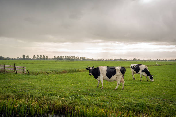 dos vacas en un día lluvioso - alblasserwaard fotografías e imágenes de stock