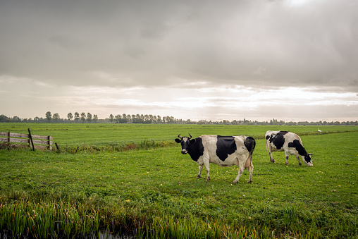 Two black with white cows in the foreground of a large Dutch meadow next to a ditch. The cows have horns. It's just raining from the dark clouds in the sky. The photo was taken in the Alblasserwaard.