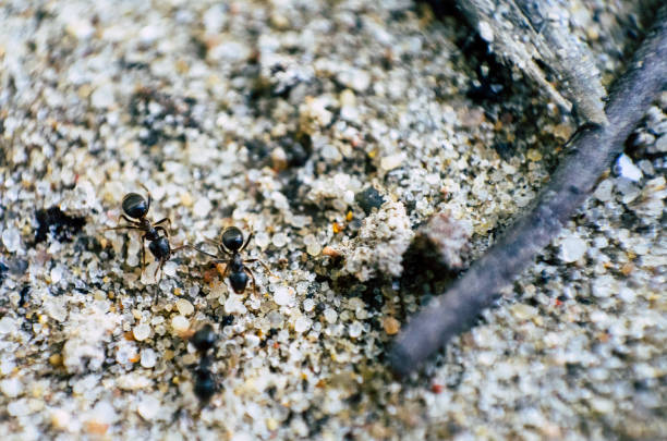 istock Ant walking along the sand, in the high magnification image 1180767091