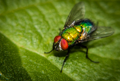 Green bottle fly, sitting on a green leaf