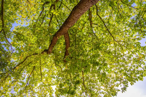 A tree-branch extends outwards looking from below.  The leaves are seen against a blue sky and catch the sunlight.