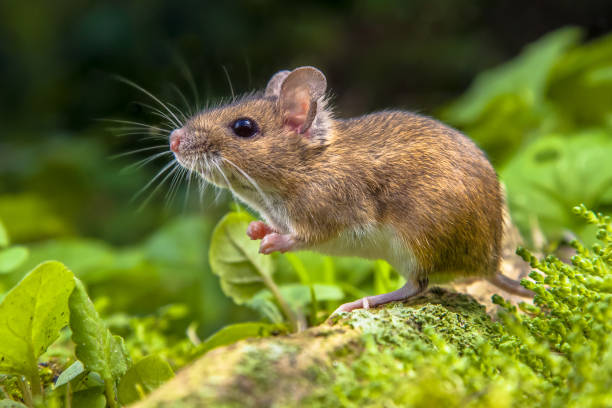istock Cute Wood mouse on root of tree 1180773548
