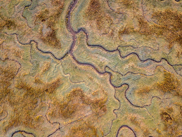 istock Aerial view of tidal marshland 1180773636