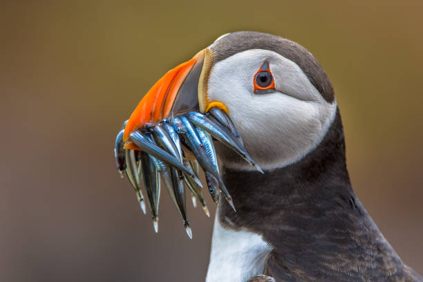 istock Puffin with beak full of fish 1180773736