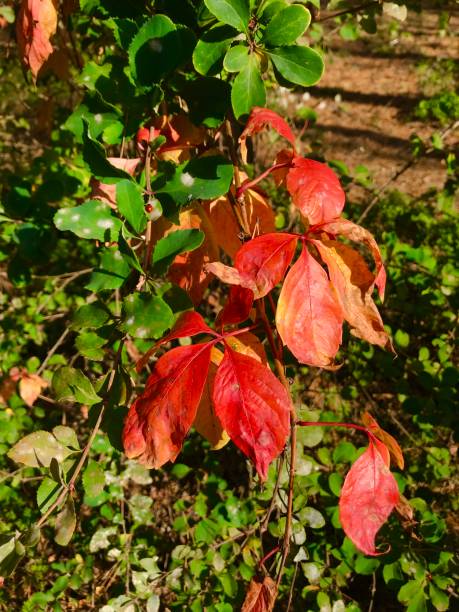 istock Multicolored leaves in the autumn forest. 1180774562