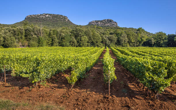 Vineyard in Languedoc Roussillon area Vineyard in Cevennes Languedoc Roussillon area in bright colors and rocky outcrops in the background beziers stock pictures, royalty-free photos & images