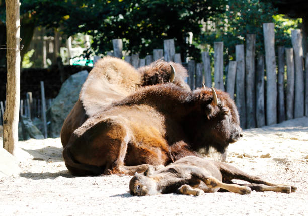 istock At the Zoo - Wood bison (Bison bison athabascae) with Calf 1180777764
