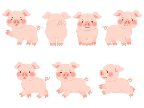 This is an illustration set of quadruped pigs in various directions.