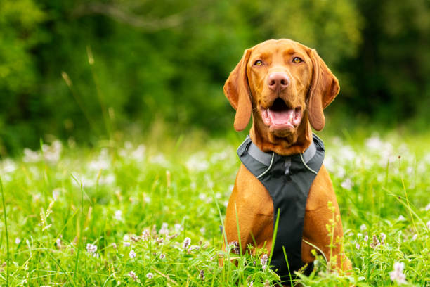 carino felice sorridente cucciolo di vizsla godendo di camminare attraverso un prato pieno di fiori. ritratto di cane felice all'aperto. - rescue training” foto e immagini stock