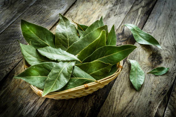 Fresh organic bay leaves on rustic wooden table Close up view of fresh organic bay leaves on rustic wooden table. The bay leaves are places in a wicker basket. Predominant colors are green and brown. XXXL 42Mp studio photo taken with SONY A7rII and Zeiss Batis 40mm F2.0 CF bay leaf stock pictures, royalty-free photos & images