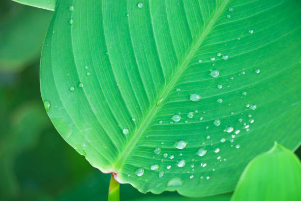 istock Green leave and beautiful texture in nature background with raindrops freshness design 1180779836