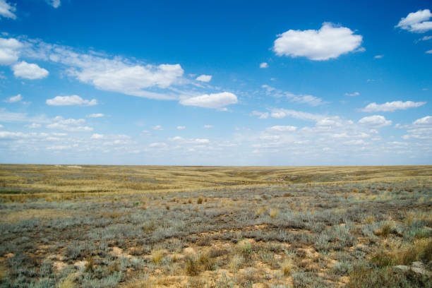 istock Steppe landscape. Lonely green plants on dry, hot sand 1180781506