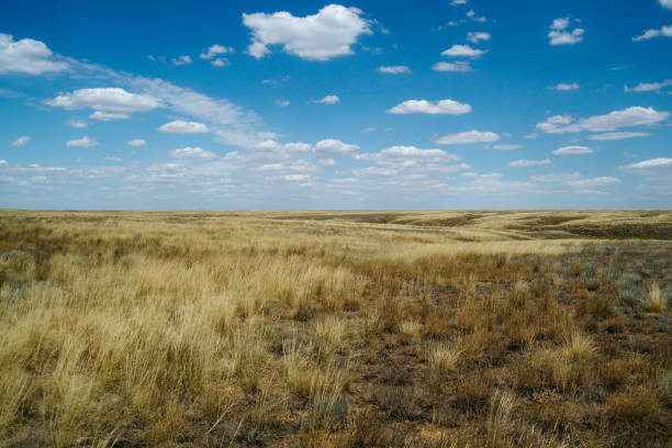istock Steppe landscape. Lonely green plants on dry, hot sand 1180781515